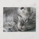 Search for sleeping kitty postcards Tabby