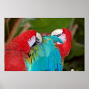 Search for macaw parrot posters Bird