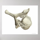 Search for cervical posters Work