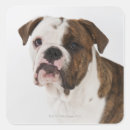 Search for bulldog portrait stickers Animal