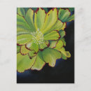 Search for succulent postcards Green