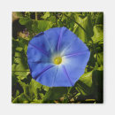 Search for morning glory magnets Blue