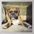 Search for boxer puppy posters Photography