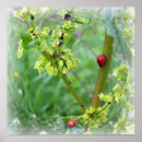 Search for ladybug posters Nature