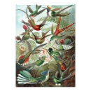 Search for colourful animal posters Cute