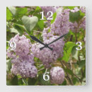 Search for lilac purple clocks Nature