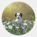 Search for field of flowers stickers Daisy