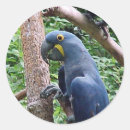 Search for hyacinth stickers Macaw