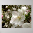 Search for apple blossoms art Plant