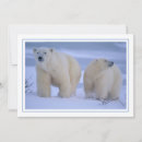 Search for bear cubs cards Bears