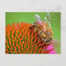 Search for echinacea postcards Floral