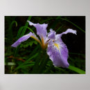Search for purple iris posters Nature