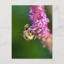 Search for bumble bees postcards Nature