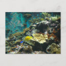 Search for coral reef life postcards Fish