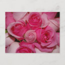 Search for fuchsia flower postcards Pink