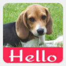 Search for beagle puppy stickers Beagles