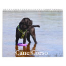 Search for cane corso Canine