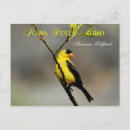 Search for american goldfinch postcards Male
