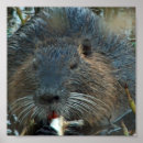 Search for beavers art Beaver picture
