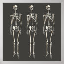 Search for anatomy posters Skull