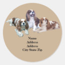 Search for cavalier king charles stickers Puppies
