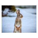 Search for snow bunny art Animal