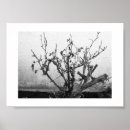 Search for thorns photography Nature