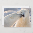 Search for manitoba cards Polar bears