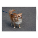 Search for dog coat cards Funny