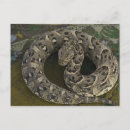Search for bitis Medina