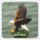 Search for birds of prey stickers Bald eagles