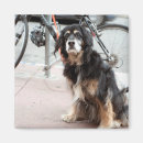Search for dog car magnets Looking at camera