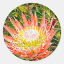 Search for protea stickers Floral