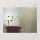 Search for seedlings postcards New life