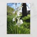 Search for bluebell flowers postcards Plants