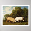 Search for bull fighting posters Bulls