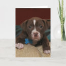 Search for puppy face postcards Animals