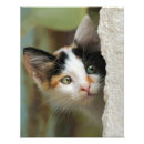 Search for little kitty posters Animal