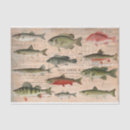 Search for fish tissue paper Freshwater