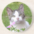 Search for craziness barware Cats