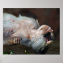 Search for chill out posters Animal