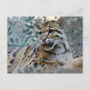 Search for 4x6 postcards Correspondence
