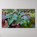 Search for columbine posters Aquilegia