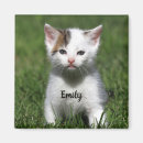 Search for white kitten Tabby