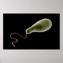 Search for magnification posters Science