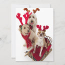 Search for three dogs cards Red
