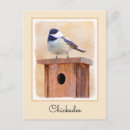 Search for chickadee postcards Bird