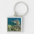 Search for algae key rings Ocean