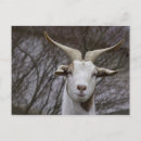 Search for billy postcards Goat