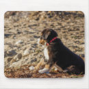 Search for bernese mountain dog mousepads Animal